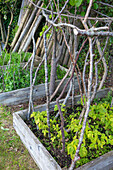 Planted raised beds and climbing aids made from branches