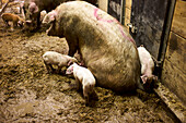 Mother sow with piglets