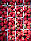 Strawberries in cardboard trays