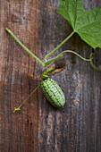 Mexican mini cucumber (Melothria scabra)