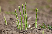 Green asparagus in a field