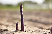 Purple asparagus in the field