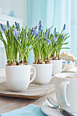 Cups with pearl hyacinths (Muscari) on table centerpiece