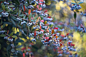 Blaue Berberitzenfrüchte (Berberis) am Strauch im herbstlichen Garten