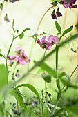 Pink vetches in the garden (Vicia)