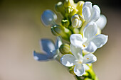 White lilac (Syringa), flower portrait