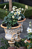 Christmas roses in amphorae in the winter garden