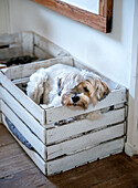 Dog in white wooden box on wooden floor