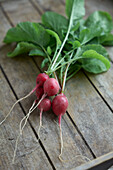 Radishes