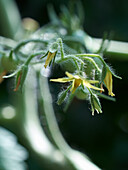 Tomatenblüte an der Pflanze