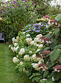 Hydrangeas (Hydrangea) in various colors in the garden