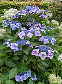 Hydrangea Blue Lace in the summer garden