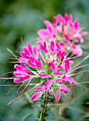 Spider flower (Cleome) with bright pink flowers in the garden