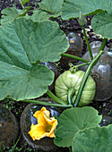 Pumpkin plant with yellow blossom and young fruit in the garden bed