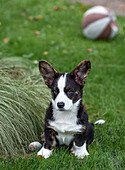 Black and white Welsh Corgi puppy sits on lawn next to ornamental grass