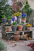 Hyazinthen (Hyacinthus), Krokus, und Hornveilchen in Töpfen auf der Terrasse