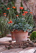 Senecio cephalophorus; 'Orange Flame';