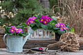 Primeln (Primula) in alter Schublade und in Gießkanne auf der Terrasse