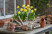 Daffodils; 'Tete a Tete'; Grape hyacinth; 'White Magic';