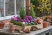 Frühlingsalpenveilchen (Cyclamen purpurascens), Zuckerhutfichte 'Conica' in Töpfen und in Holzkiste auf der Terrasse