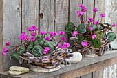 Frühlingsalpenveilchen (Cyclamen) im Topf in einem Kranz aus Lockenweide 'Pussy Willow'