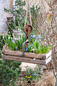 Schneeglöckchen, Blaustern, Zwergiris 'Clairette', Muscari 'White Magic' in Blumenampel an Flaschenzug hängend im Garten