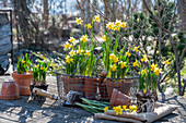 Narzissen 'Tete a Tete' (Narcissus) in Töpfen auf der Terrasse