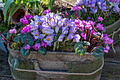 Frünlingsalpenveilchen (Cyclamen) und Krokus 'Vanguard' (Crocus) in Blumenschale