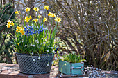 Narzissen (Narcissus), Netziris 'Clairette' (Iris Reticulata) und Traubenhyazinthen im Blumentopf auf der Terrasse