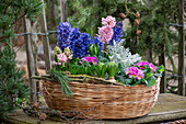 primroses; hyacinths; crocuses; daffodils; Senecio; 'Winter Whispers';