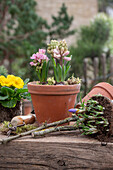 Hyazinthen (Hyacinthus), Primel und Krokus in Blumentöpfen auf der Terrasse