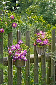 Stachellose Kletterrose 'Veilchenblau' (Rosa) und Frauenmantel (Alchelmilla) in hängenden Blumentöpfen am Gartenzaun