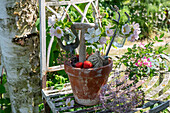 Wildrosenblüten (Rosa canina) oder 'Hundsrose', Blütendeko an Blumentopf mit Erdbeeren, Spaten und Schaufel, Blüten von Zierlauch