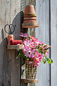 Bodendeckerrose 'Fleurette' (Rosa) in Vase an Wandregal aus Holz