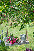 Strauchrose 'Bee Lovely' (Rosa) als Blumenstrauß auf einer Schaukel an Kirschbaum hängend