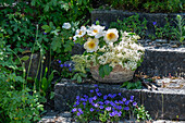 Blumenschale mit Holunderblüten (Sambucus) und weiße Strauchrose 'Golden Wings' (Rosa Pimpinellifolia)