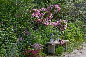 Strauchrose 'Marguerite Hilling'  und Blumenbeete hinter Gartenbank