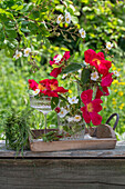 Rosa multiflora;Rosa gallica;Scarlet Ember