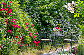 Weiße Büschelrose (Rosa multiflora) und rote Gallicarose (Rosa gallica) 'Scharlachglut' im Garten