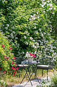 Weiße Büschelrose (Rosa multiflora) und rote Gallicarose (Rosa gallica) 'Scharlachglut' im Garten