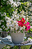 Weiße Büschelrose (Rosa multiflora) und rote Gallicarose (Rosa gallica) 'Scharlachglut' in Blumentopf auf Terrassentisch