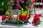 Rote Büschelrose, Mandarin-Rose (Rosa moyesii) als Kranz um Windlicht in Kuchenform auf Terrassentisch