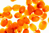 Frozen sea buckthorn berries