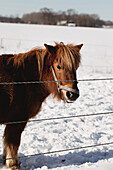 Pony im verschneiten Winterfeld hinter Zaun