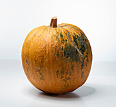 Lady Godiva oil pumpkin (pumpkin variety from Austria)