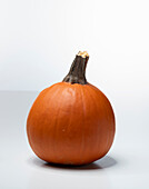 Little Giant F1 PMT (pumpkin variety)