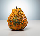 Rhapsody (ornamental pumpkin variety from Holland)