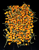 Charapita chilli (Inca pepper)