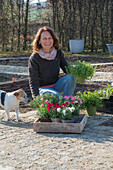 Frau bei Bepflanzung von Beeteinfassung mit Kräutern, Oregano, Thymian, und Nelken (Dianthus) in Töpfen, und Hund