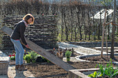 Frau bei Bepflanzung von Beeteinfassung mit Kräutern, Oregano, Thymian, und Nelken (Dianthus)